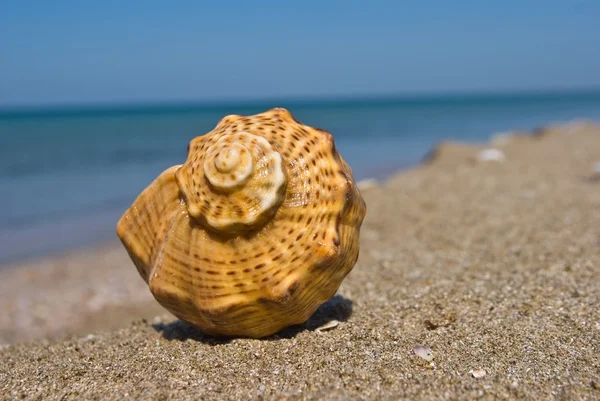 Στριμμένα κέλυφος σε μια παραλία στη θάλασσα — Φωτογραφία Αρχείου
