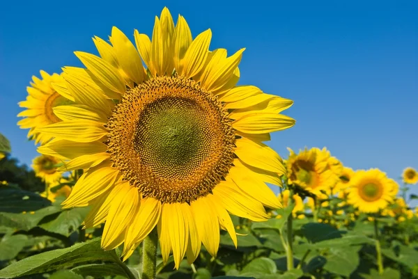 Closeup beautiful sunflovers — Stock Photo, Image