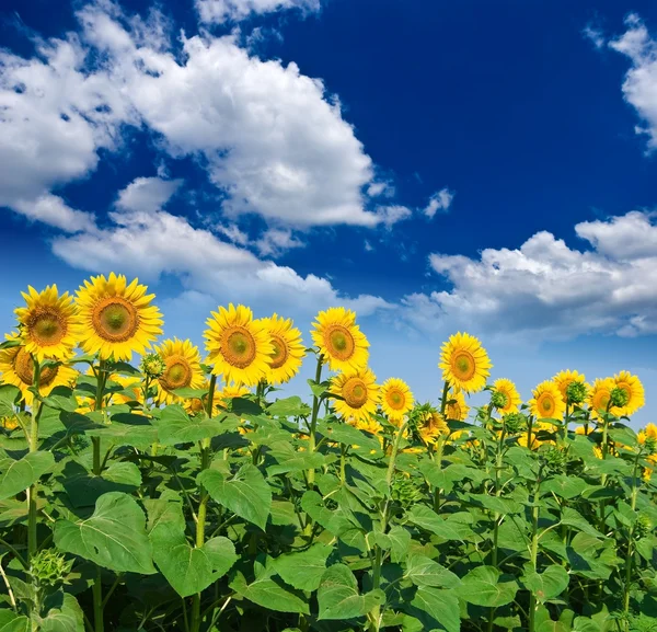 Letní slunečnicová pole — Stock fotografie