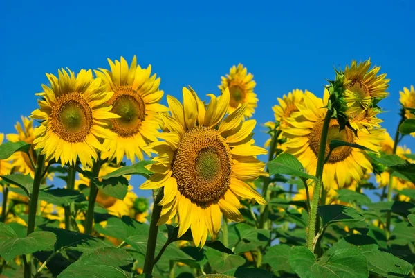 Letní slunečnice — Stock fotografie
