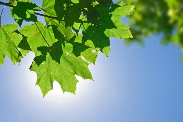 Gröna blad på en blå himmel bakgrund — Stockfoto