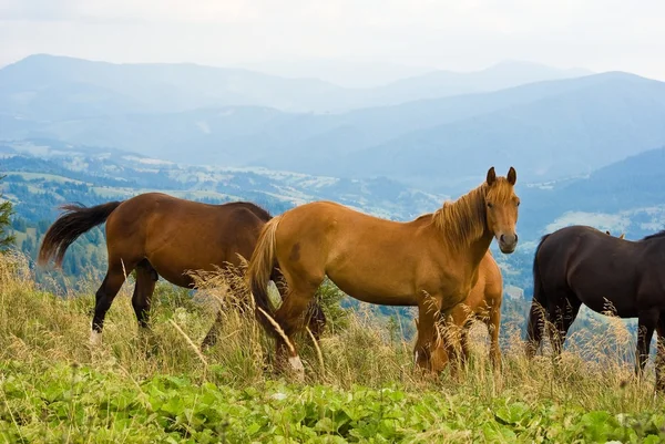 Schöne Pferde auf einer Weide — Stockfoto