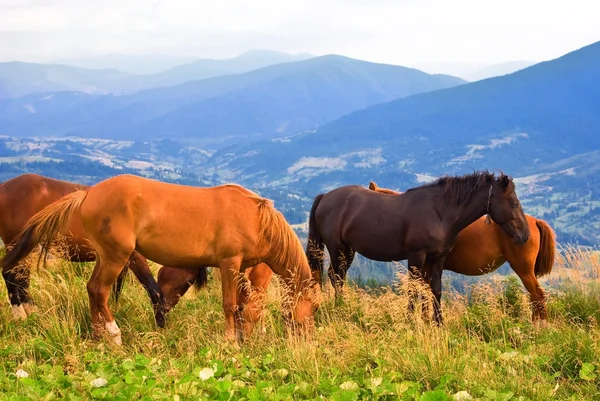 Hester på beite – stockfoto