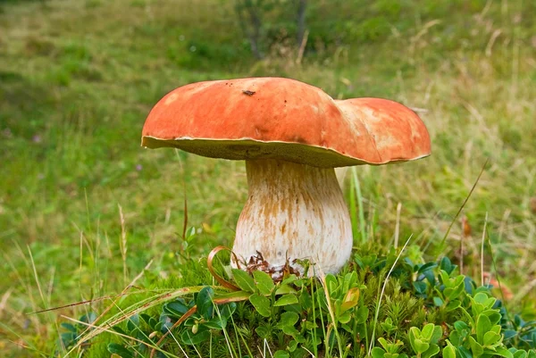 Hermoso hongo enorme en la hierba —  Fotos de Stock