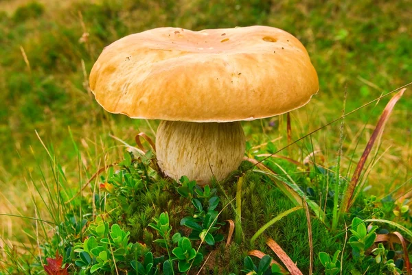 Hermoso hongo en un bosque —  Fotos de Stock