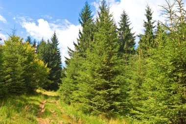 Summer pine forest clipart