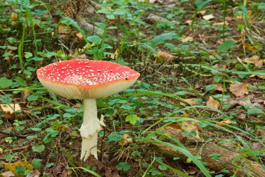 Kırmızı flyagaric mantar