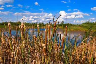 Reed bir göl kenarında