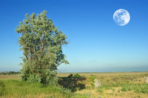 Albero verde sotto una luna — Foto Stock