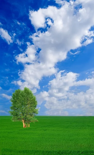 Одно дерево на греческом лугу — стоковое фото
