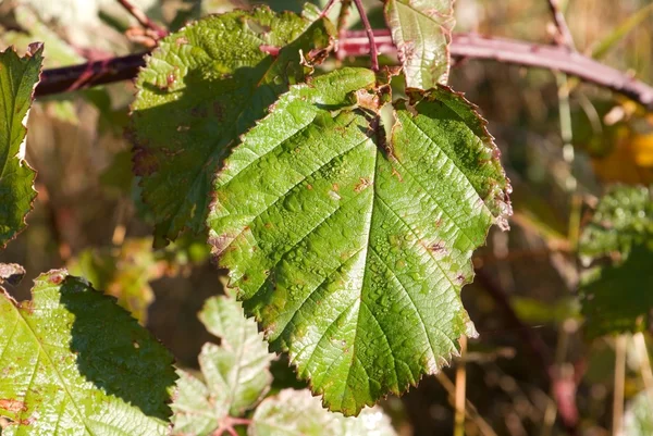 stock image Green leaf