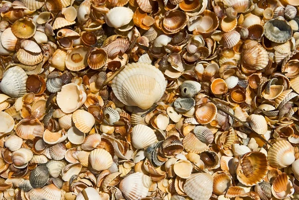 Conchas marinhas como fundo — Fotografia de Stock