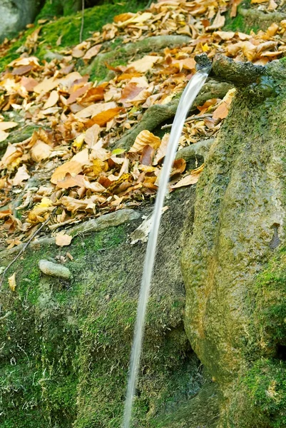 stock image Spring in the autumn forest