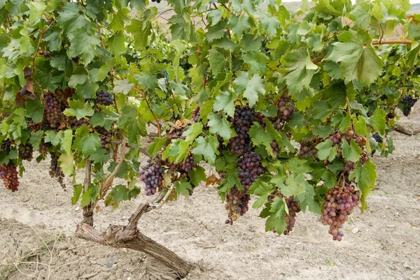 Буш из винограда — стоковое фото