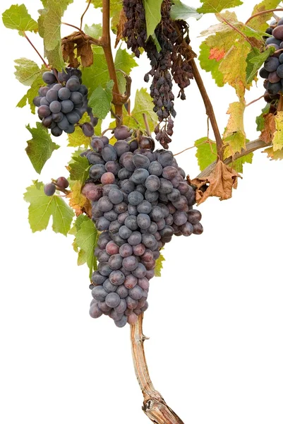 Спелая виноградная лоза — стоковое фото