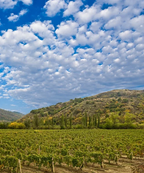Winnica w Dolina górska — Zdjęcie stockowe