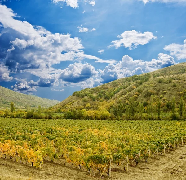 Kebun anggur musim gugur — Stok Foto