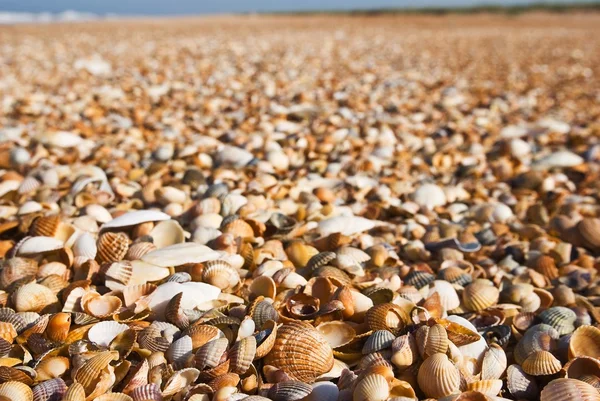Costa do mar coberta por conchas marinhas — Fotografia de Stock
