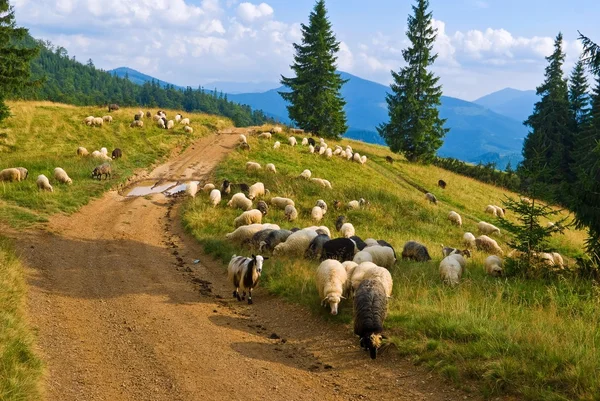 एक पहाड़ी चराई पर भेड़- बकरियां — स्टॉक फ़ोटो, इमेज