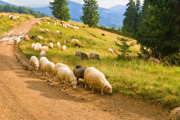 stock image Sheep nerd on a mountain road