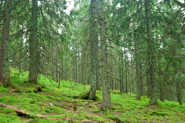 Зеленый лес в мху — стоковое фото