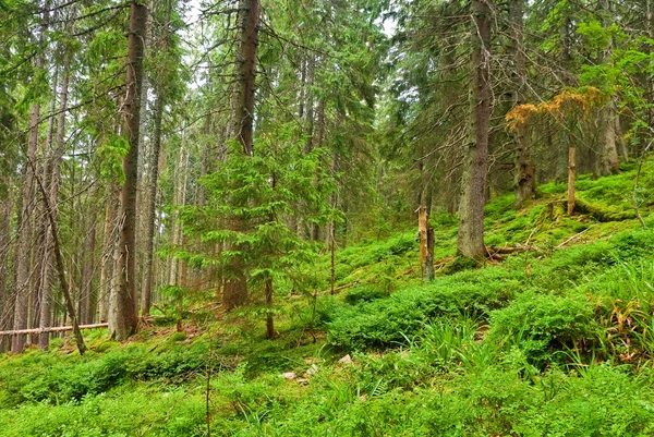 Latem lesie sosnowym — Zdjęcie stockowe