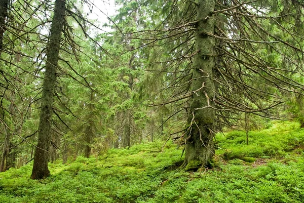 Sosnowym lesie — Zdjęcie stockowe