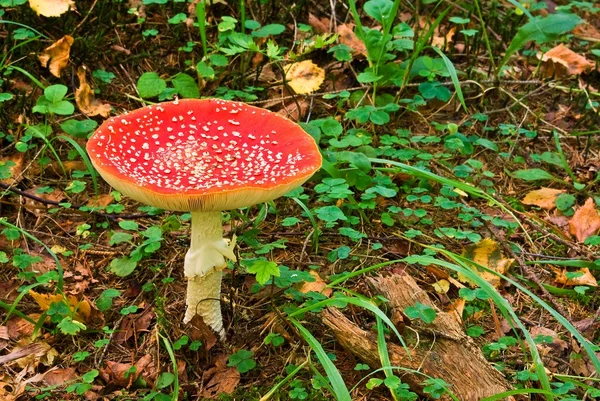 Красный флягарический гриб — стоковое фото
