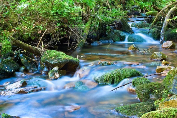 Small brook in a forest — Stock Photo, Image