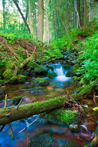 Маленький ручей в лесу — стоковое фото