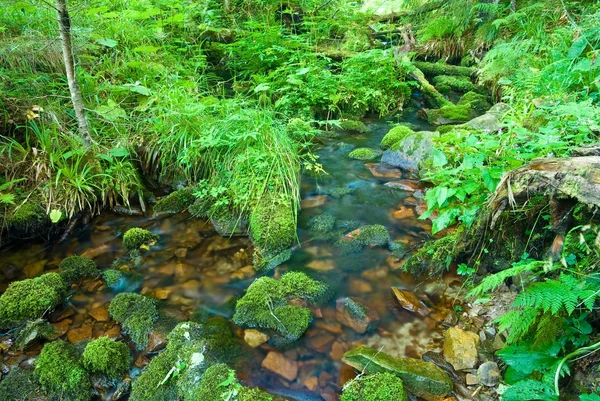 Forest river — Stockfoto