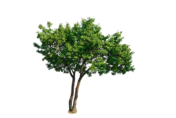 Prachtige groene boom geïsoleerd op een witte achtergrond — Stockfoto