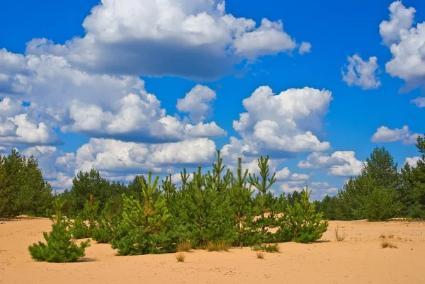 Pine trees on a sand — Stock Photo, Image