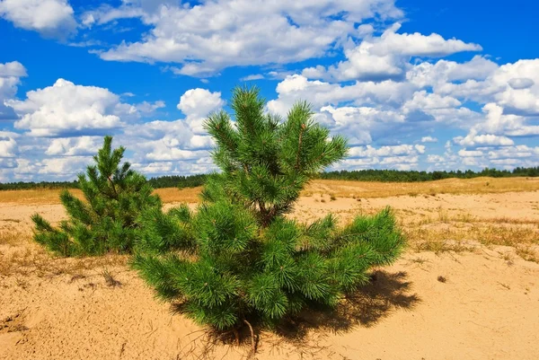 Szép kis fenyőfa a homok alatt kék felhők — Stock Fotó