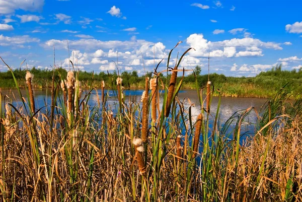 Reed bir göl kenarında — Stok fotoğraf