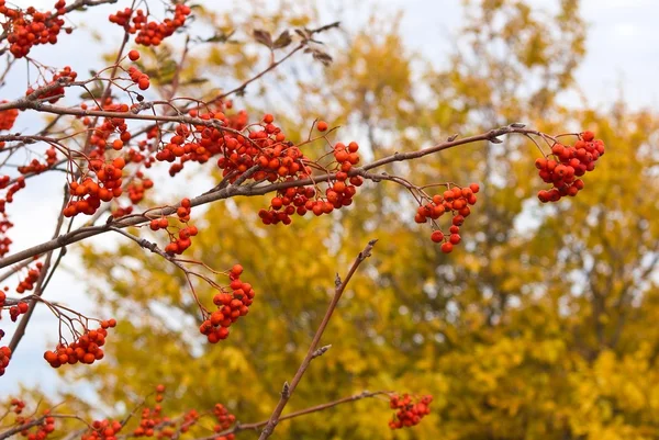 Autumn rowan bush — Stock Photo, Image