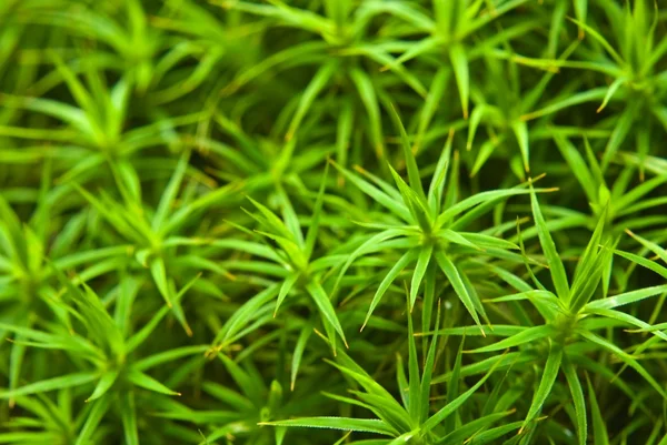 Closeup moss as a background — Stock Photo, Image