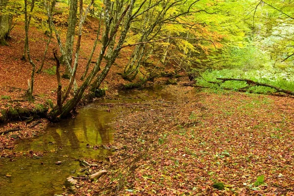 Escena del bosque de otoño —  Fotos de Stock