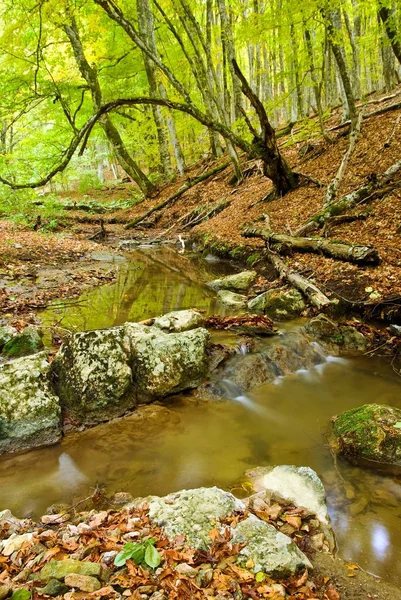 Piccolo fiume tranquillo di autunno in una foresta — Foto Stock