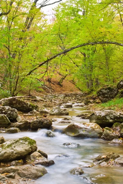 Маленькая река в горном лесу — стоковое фото