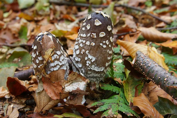 stock image Two mushrooms in a autumn foliage