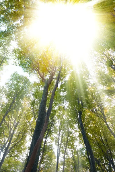 Sole che spinge attraverso una foresta — Foto Stock