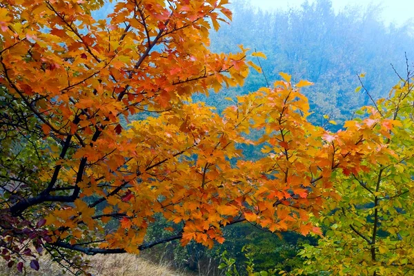 Czerwony jesień las mgła niebieski — Zdjęcie stockowe