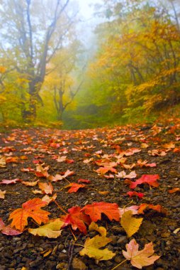 sonbahar bir ormanda yol