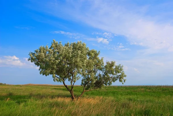 bir bozkır'ın yalnız ağaçta