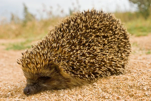 Pequeno Hedgehog — Fotografia de Stock