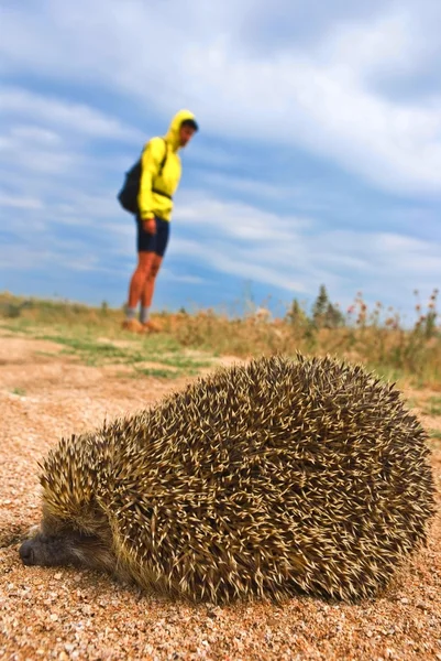 Little hedgehog and a man — Stock Photo, Image