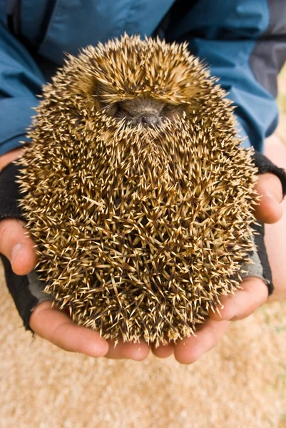 Hands holdind a little hedgehog — Stock Photo, Image