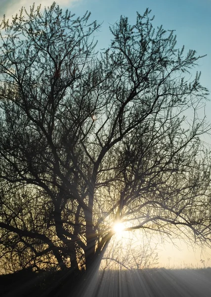 Strom silueta v západu slunce — Stock fotografie