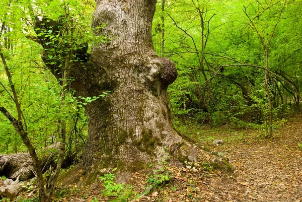 ต้นไม้ชายหาดเก่าในป่า — ภาพถ่ายสต็อก
